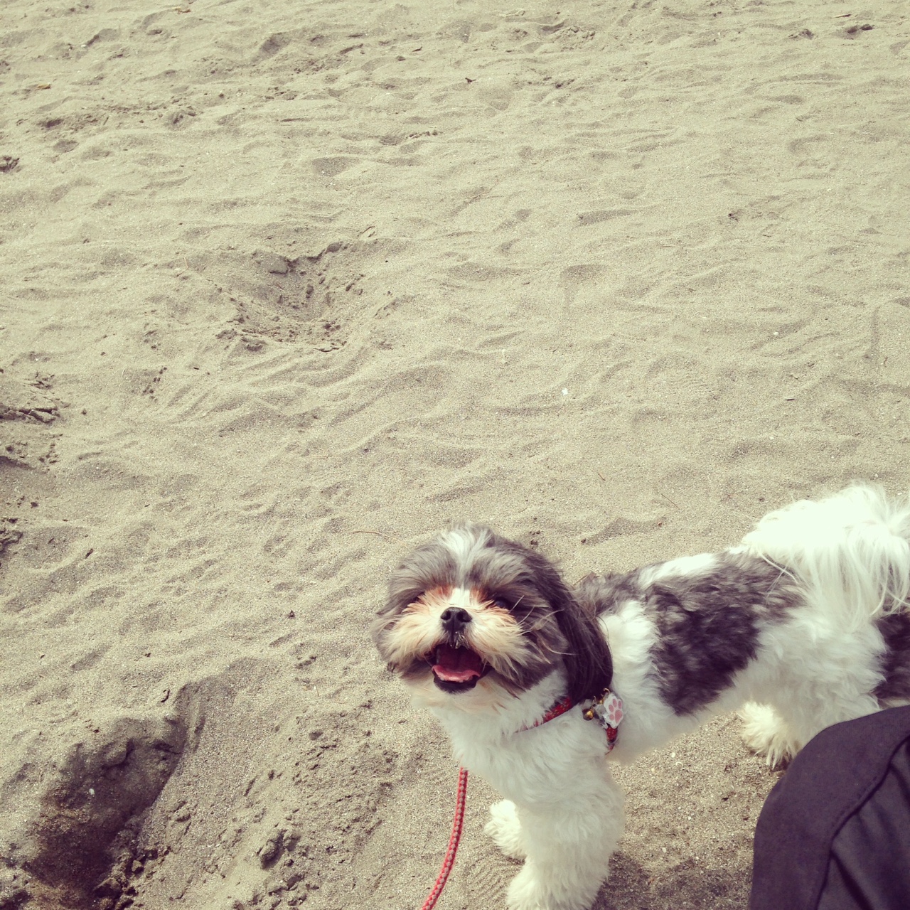 マルチワ ミックス犬 海 散歩 南青山矯正歯科クリニック