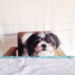 犬 ミックス マルチワ 南青山矯正歯科クリニック