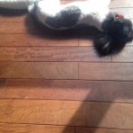 昼寝 日向ぼっこ 犬 ミックス マルチワ 南青山矯正歯科クリニック