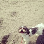 マルチワ ミックス犬 海 散歩 南青山矯正歯科クリニック